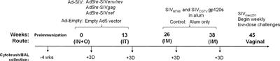 A Mucosal Adenovirus Prime/Systemic Envelope Boost Vaccine Regimen Elicits Responses in Cervicovaginal and Alveolar Macrophages of Rhesus Macaques Associated With Delayed SIV Acquisition and B Cell Help